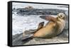 Galapagos Sea Lion (Zalophus Wollebaeki) Pup Nursing in Puerto Egas-Michael Nolan-Framed Stretched Canvas