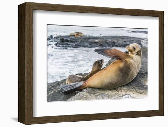 Galapagos Sea Lion (Zalophus Wollebaeki) Pup Nursing in Puerto Egas-Michael Nolan-Framed Photographic Print