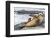 Galapagos Sea Lion (Zalophus Wollebaeki) Pup Nursing in Puerto Egas-Michael Nolan-Framed Photographic Print