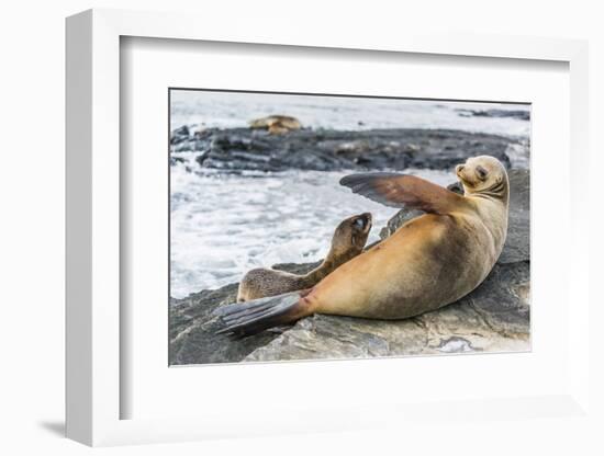 Galapagos Sea Lion (Zalophus Wollebaeki) Pup Nursing in Puerto Egas-Michael Nolan-Framed Photographic Print