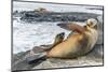 Galapagos Sea Lion (Zalophus Wollebaeki) Pup Nursing in Puerto Egas-Michael Nolan-Mounted Photographic Print