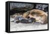 Galapagos Sea Lion (Zalophus Wollebaeki) Pup Nursing in Urbina Bay-Michael Nolan-Framed Stretched Canvas