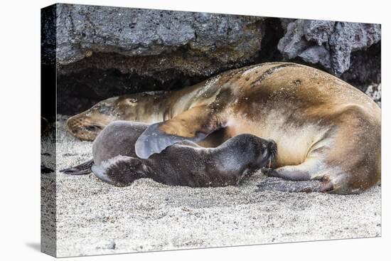 Galapagos Sea Lion (Zalophus Wollebaeki) Pup Nursing in Urbina Bay-Michael Nolan-Stretched Canvas