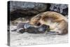 Galapagos Sea Lion (Zalophus Wollebaeki) Pup Nursing in Urbina Bay-Michael Nolan-Stretched Canvas