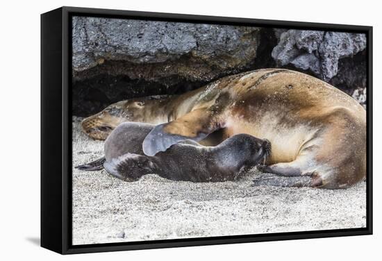 Galapagos Sea Lion (Zalophus Wollebaeki) Pup Nursing in Urbina Bay-Michael Nolan-Framed Stretched Canvas