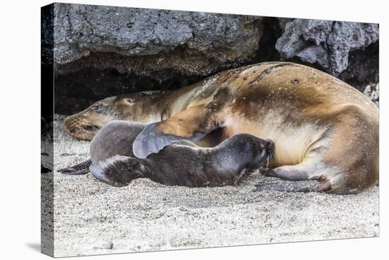 Galapagos Sea Lion (Zalophus Wollebaeki) Pup Nursing in Urbina Bay-Michael Nolan-Stretched Canvas