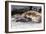 Galapagos Sea Lion (Zalophus Wollebaeki) Pup Nursing in Urbina Bay-Michael Nolan-Framed Photographic Print