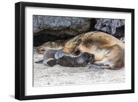 Galapagos Sea Lion (Zalophus Wollebaeki) Pup Nursing in Urbina Bay-Michael Nolan-Framed Photographic Print