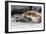 Galapagos Sea Lion (Zalophus Wollebaeki) Pup Nursing in Urbina Bay-Michael Nolan-Framed Photographic Print