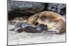 Galapagos Sea Lion (Zalophus Wollebaeki) Pup Nursing in Urbina Bay-Michael Nolan-Mounted Photographic Print