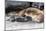 Galapagos Sea Lion (Zalophus Wollebaeki) Pup Nursing in Urbina Bay-Michael Nolan-Mounted Photographic Print