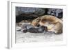 Galapagos Sea Lion (Zalophus Wollebaeki) Pup Nursing in Urbina Bay-Michael Nolan-Framed Photographic Print