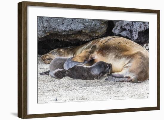 Galapagos Sea Lion (Zalophus Wollebaeki) Pup Nursing in Urbina Bay-Michael Nolan-Framed Photographic Print