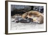 Galapagos Sea Lion (Zalophus Wollebaeki) Pup Nursing in Urbina Bay-Michael Nolan-Framed Photographic Print