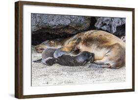 Galapagos Sea Lion (Zalophus Wollebaeki) Pup Nursing in Urbina Bay-Michael Nolan-Framed Photographic Print