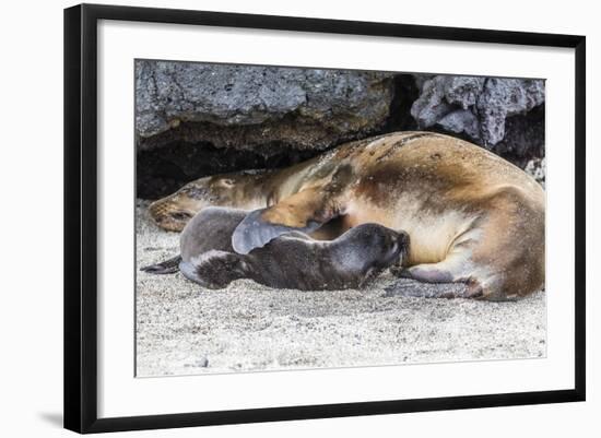 Galapagos Sea Lion (Zalophus Wollebaeki) Pup Nursing in Urbina Bay-Michael Nolan-Framed Photographic Print