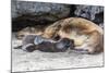 Galapagos Sea Lion (Zalophus Wollebaeki) Pup Nursing in Urbina Bay-Michael Nolan-Mounted Photographic Print