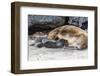 Galapagos Sea Lion (Zalophus Wollebaeki) Pup Nursing in Urbina Bay-Michael Nolan-Framed Photographic Print