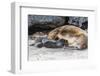 Galapagos Sea Lion (Zalophus Wollebaeki) Pup Nursing in Urbina Bay-Michael Nolan-Framed Photographic Print