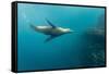 Galapagos Sea Lion (Zalophus Wollebaeki) Underwater at Isabela Island-Michael Nolan-Framed Stretched Canvas