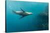 Galapagos Sea Lion (Zalophus Wollebaeki) Underwater at Isabela Island-Michael Nolan-Stretched Canvas