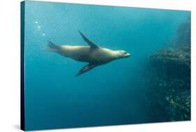 Galapagos Sea Lion (Zalophus Wollebaeki) Underwater at Isabela Island-Michael Nolan-Stretched Canvas