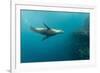 Galapagos Sea Lion (Zalophus Wollebaeki) Underwater at Isabela Island-Michael Nolan-Framed Photographic Print