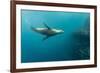 Galapagos Sea Lion (Zalophus Wollebaeki) Underwater at Isabela Island-Michael Nolan-Framed Photographic Print