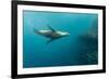 Galapagos Sea Lion (Zalophus Wollebaeki) Underwater at Isabela Island-Michael Nolan-Framed Photographic Print