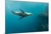 Galapagos Sea Lion (Zalophus Wollebaeki) Underwater at Isabela Island-Michael Nolan-Mounted Photographic Print