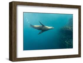 Galapagos Sea Lion (Zalophus Wollebaeki) Underwater at Isabela Island-Michael Nolan-Framed Photographic Print