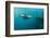 Galapagos Sea Lion (Zalophus Wollebaeki) Underwater at Isabela Island-Michael Nolan-Framed Photographic Print