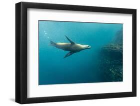 Galapagos Sea Lion (Zalophus Wollebaeki) Underwater at Isabela Island-Michael Nolan-Framed Photographic Print