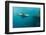 Galapagos Sea Lion (Zalophus Wollebaeki) Underwater at Isabela Island-Michael Nolan-Framed Photographic Print