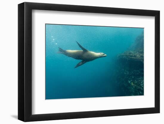 Galapagos Sea Lion (Zalophus Wollebaeki) Underwater at Isabela Island-Michael Nolan-Framed Photographic Print