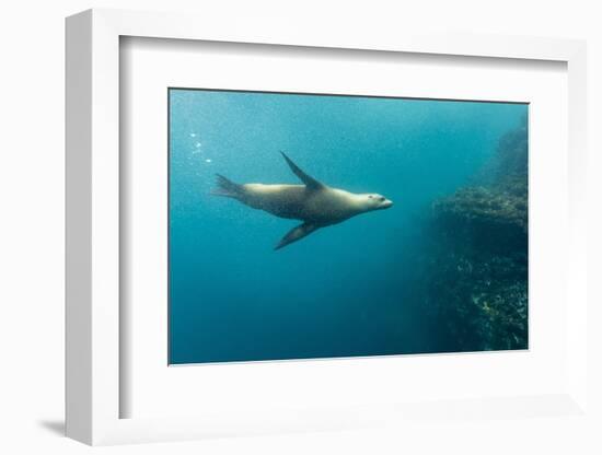 Galapagos Sea Lion (Zalophus Wollebaeki) Underwater at Isabela Island-Michael Nolan-Framed Photographic Print