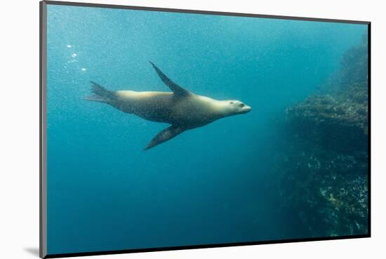 Galapagos Sea Lion (Zalophus Wollebaeki) Underwater at Isabela Island-Michael Nolan-Mounted Photographic Print