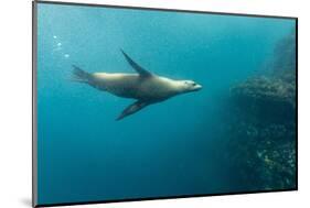 Galapagos Sea Lion (Zalophus Wollebaeki) Underwater at Isabela Island-Michael Nolan-Mounted Photographic Print