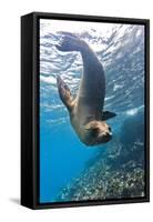 Galapagos Sea Lion (Zalophus Wollebaeki) Underwater, Champion Island, Galapagos Islands, Ecuador-Michael Nolan-Framed Stretched Canvas