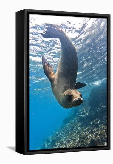 Galapagos Sea Lion (Zalophus Wollebaeki) Underwater, Champion Island, Galapagos Islands, Ecuador-Michael Nolan-Framed Stretched Canvas