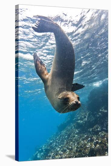 Galapagos Sea Lion (Zalophus Wollebaeki) Underwater, Champion Island, Galapagos Islands, Ecuador-Michael Nolan-Stretched Canvas
