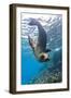 Galapagos Sea Lion (Zalophus Wollebaeki) Underwater, Champion Island, Galapagos Islands, Ecuador-Michael Nolan-Framed Premium Photographic Print