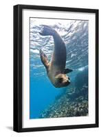 Galapagos Sea Lion (Zalophus Wollebaeki) Underwater, Champion Island, Galapagos Islands, Ecuador-Michael Nolan-Framed Premium Photographic Print