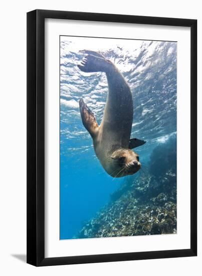 Galapagos Sea Lion (Zalophus Wollebaeki) Underwater, Champion Island, Galapagos Islands, Ecuador-Michael Nolan-Framed Premium Photographic Print