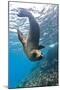 Galapagos Sea Lion (Zalophus Wollebaeki) Underwater, Champion Island, Galapagos Islands, Ecuador-Michael Nolan-Mounted Premium Photographic Print