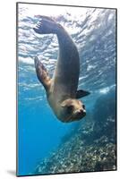 Galapagos Sea Lion (Zalophus Wollebaeki) Underwater, Champion Island, Galapagos Islands, Ecuador-Michael Nolan-Mounted Photographic Print