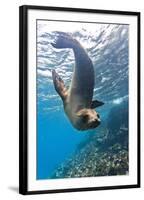 Galapagos Sea Lion (Zalophus Wollebaeki) Underwater, Champion Island, Galapagos Islands, Ecuador-Michael Nolan-Framed Photographic Print