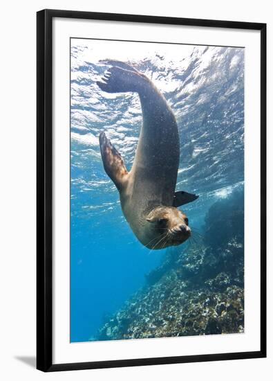 Galapagos Sea Lion (Zalophus Wollebaeki) Underwater, Champion Island, Galapagos Islands, Ecuador-Michael Nolan-Framed Photographic Print