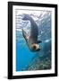 Galapagos Sea Lion (Zalophus Wollebaeki) Underwater, Champion Island, Galapagos Islands, Ecuador-Michael Nolan-Framed Photographic Print