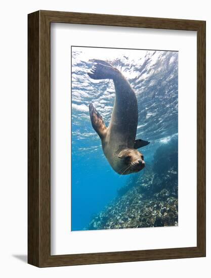 Galapagos Sea Lion (Zalophus Wollebaeki) Underwater, Champion Island, Galapagos Islands, Ecuador-Michael Nolan-Framed Photographic Print